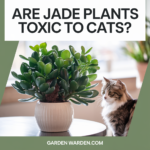 Are Jade Plants Toxic to Cats