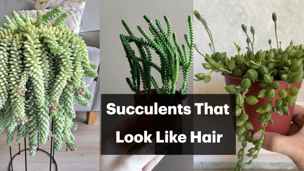 Succulents That Look Like Hair