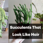 Succulents That Look Like Hair