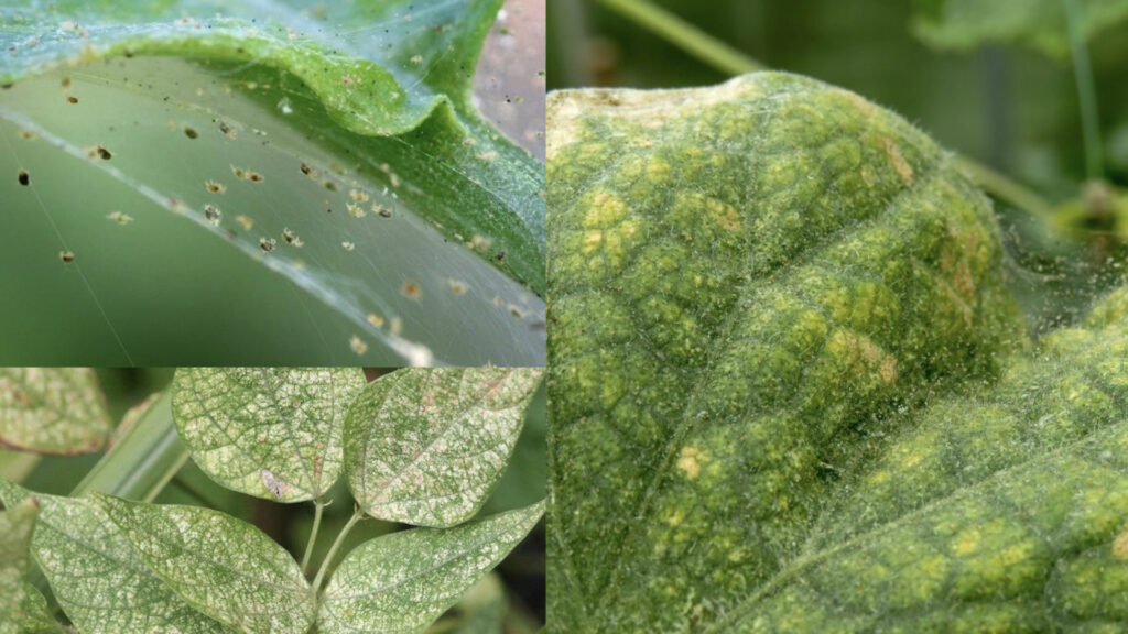 How to Get Rid of Spider Mites on Indoor Plants