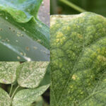 How to Get Rid of Spider Mites on Indoor Plants