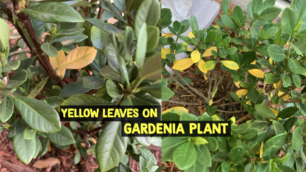 Yellow Leaves On Gardenia Plant