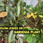 Yellow Leaves On Gardenia Plant