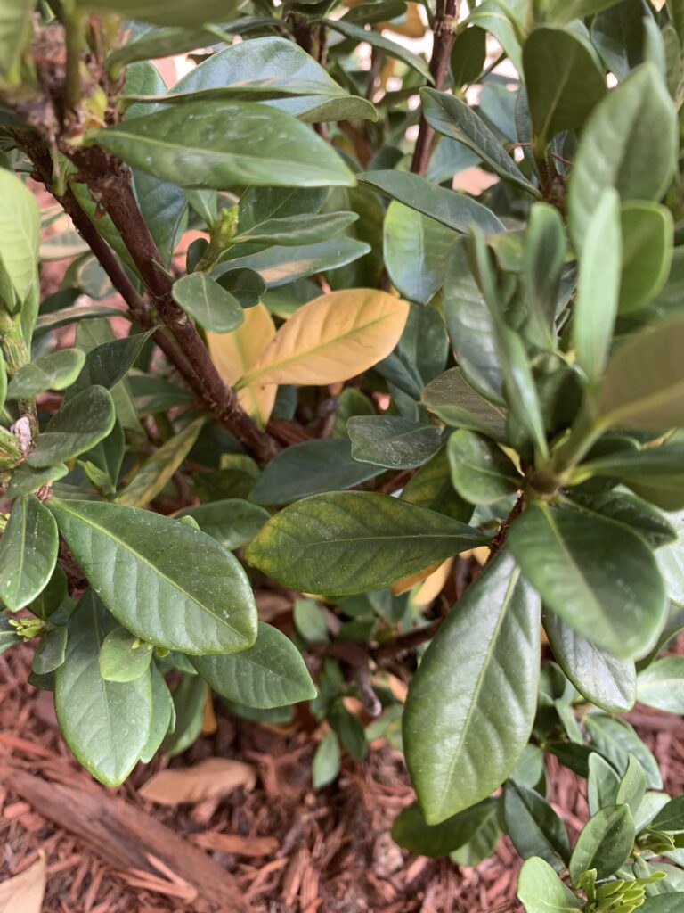 yellow leaves on gardenia plant