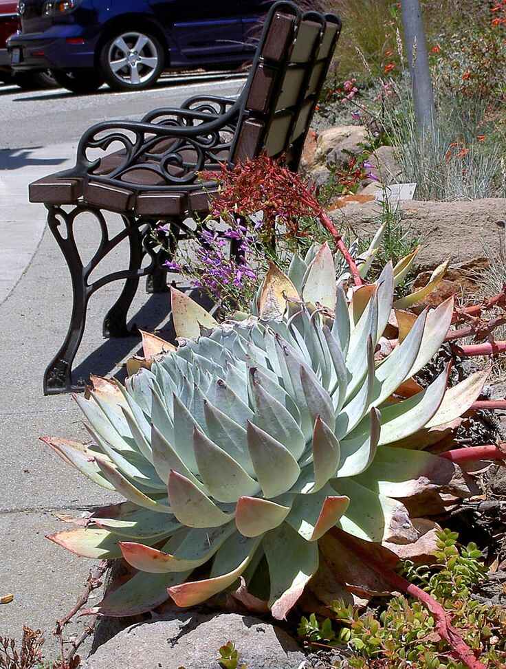 Dudleya liveforever