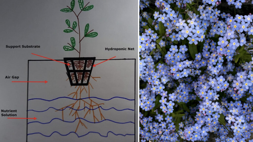 Hydroponic Deep Water System for Forget Me Not Plant