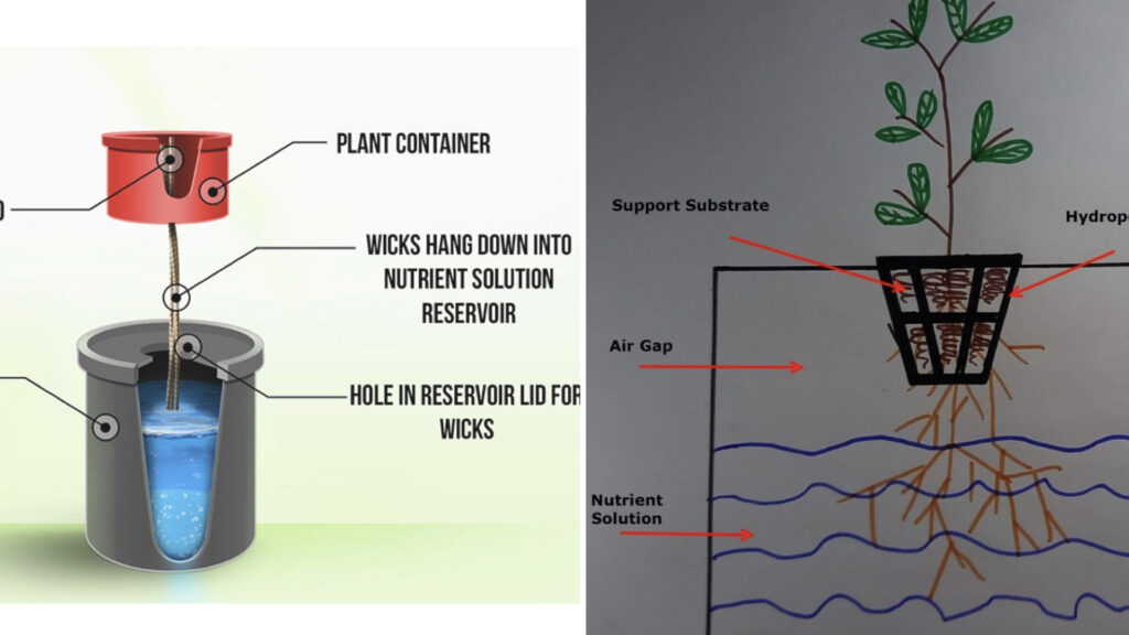 Can Forget Me Not Plant be Planted Hydroponically Indoors