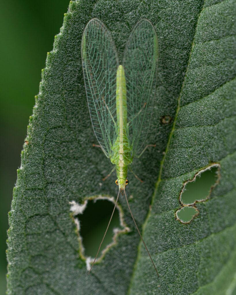 Pest eating leaves of plant
