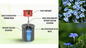 Hydroponic Wick System for Forget Me Nots