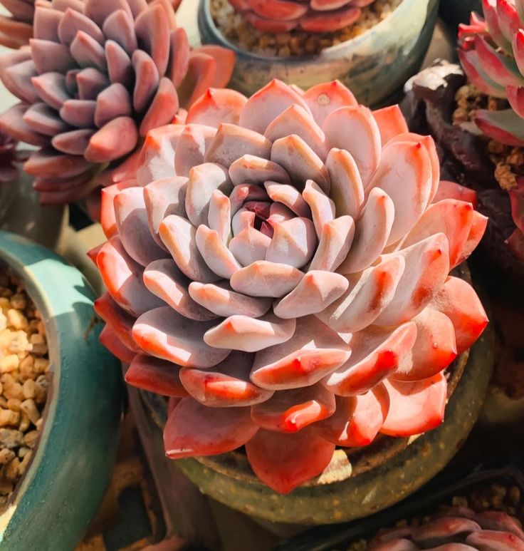 succulents with orange flowers 