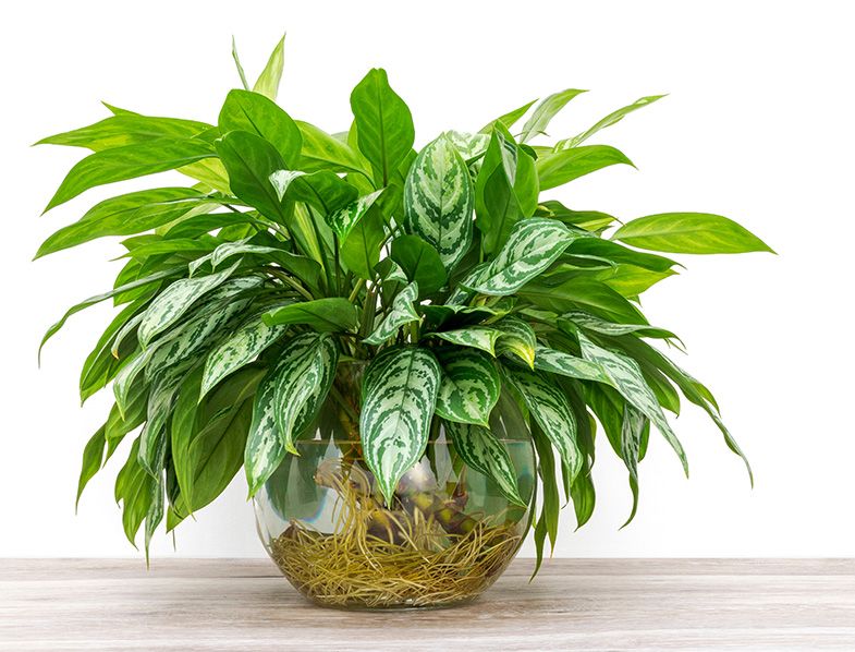 indoor plants that grow faster in water