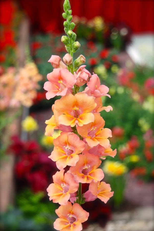 Snapdragons