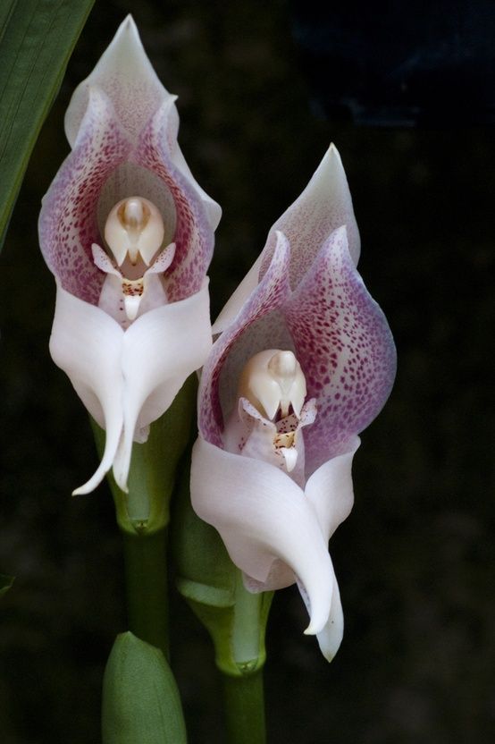 Angel Orchids 