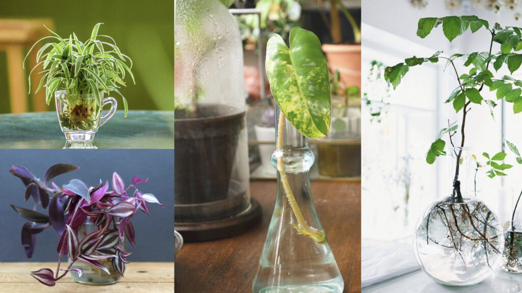 Indoor Plants That Grow Faster In Water