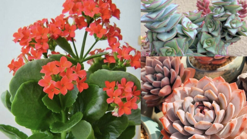 Succulents with orange flowers