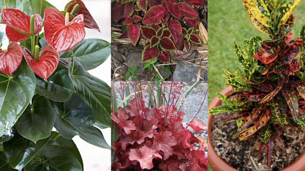 Red Leaf Plants