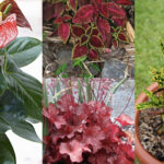 Red Leaf Plants