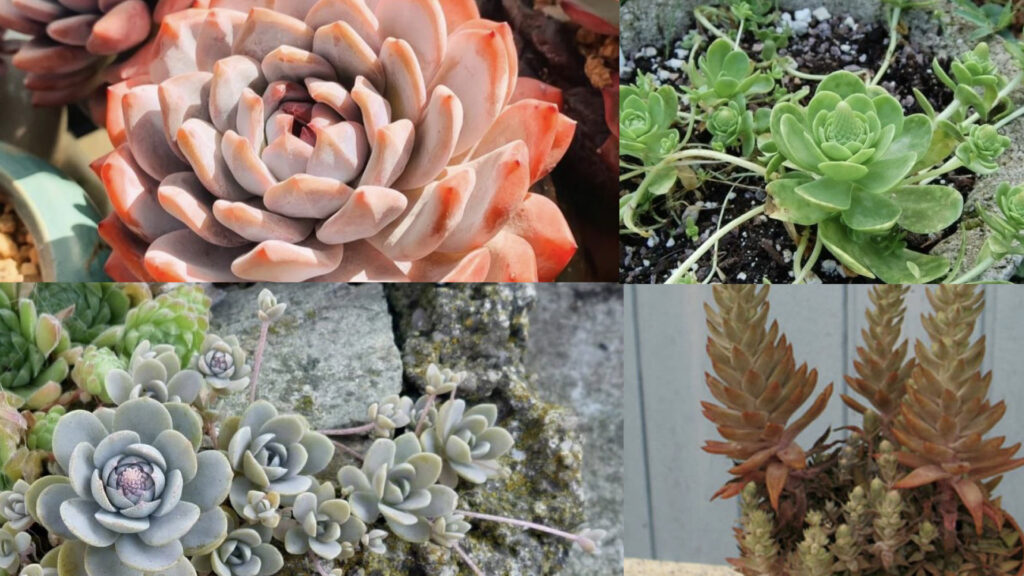 Types of Orostachys Succulents