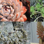 Types of Orostachys Succulents