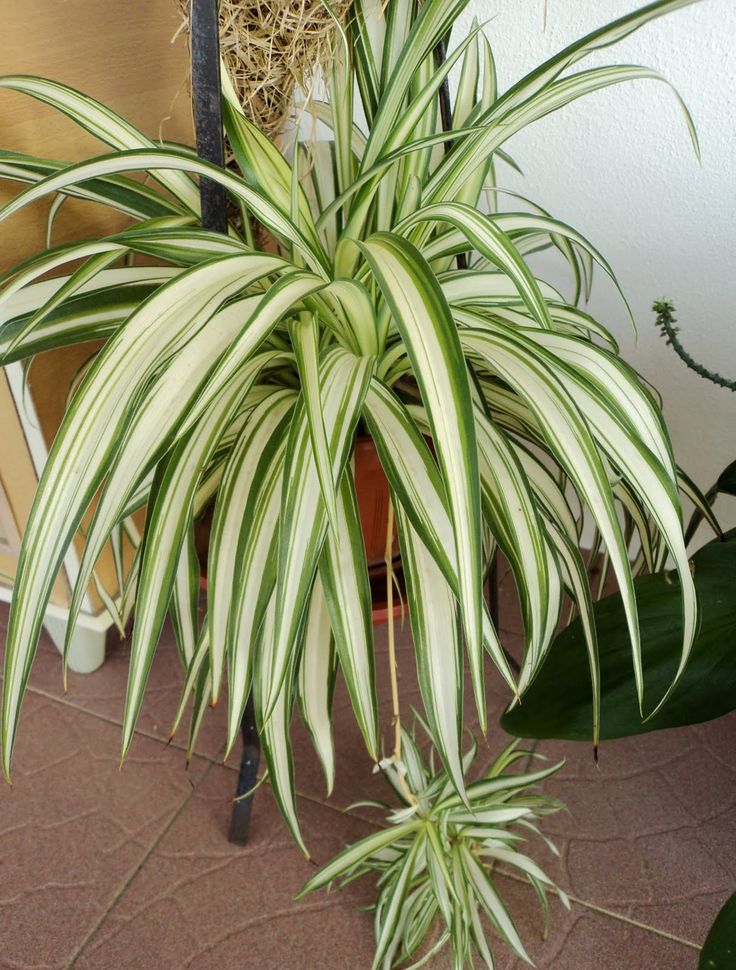 Spider Plant oxygen producing plant