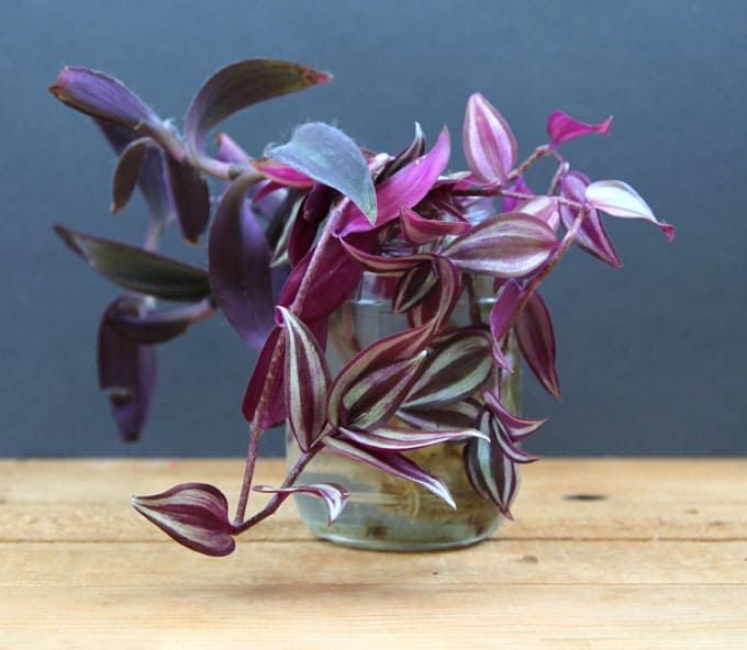 Wandering Jew (Tradescantia zebrina)