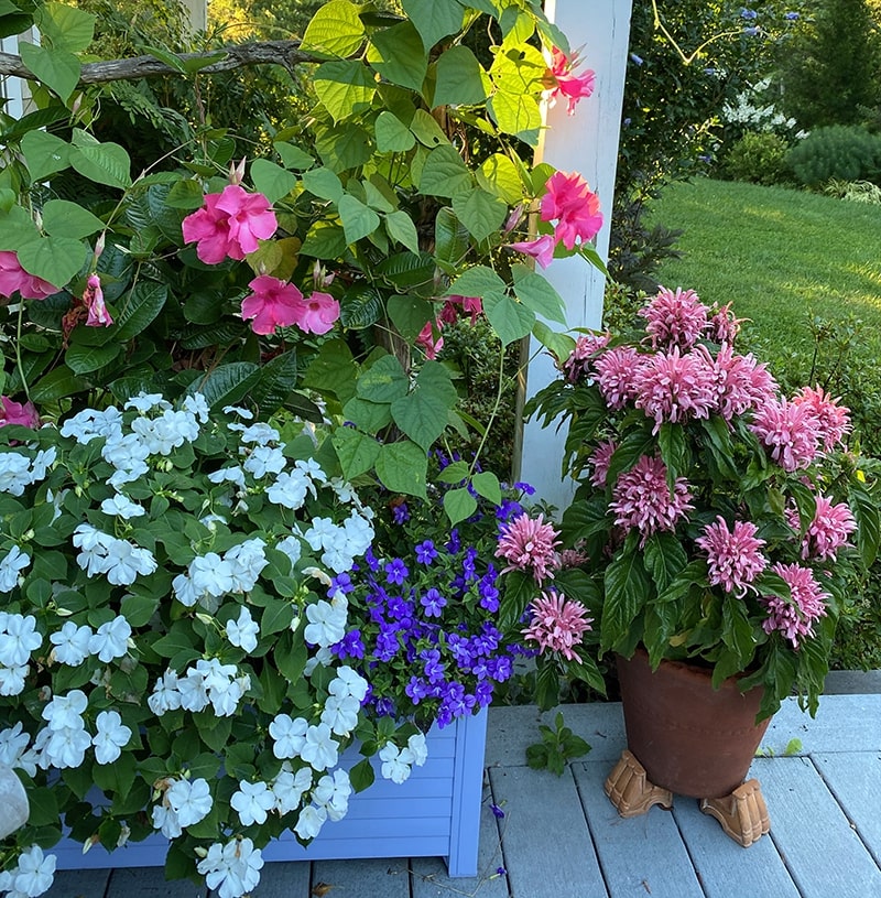 flowers that look like fairies