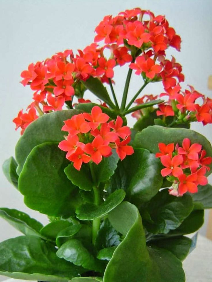 succulents with red flowers