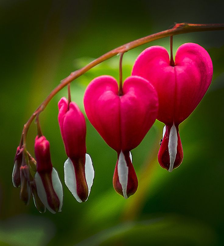 Bleeding Heart