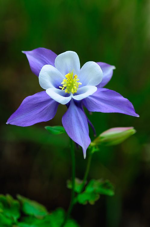 Columbine