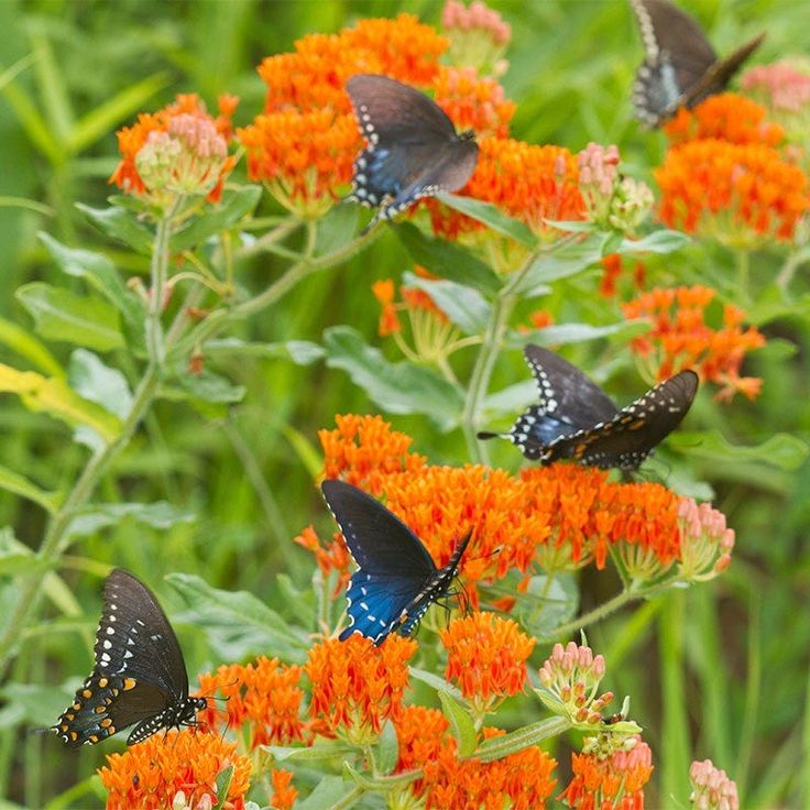  Butterfly Weed