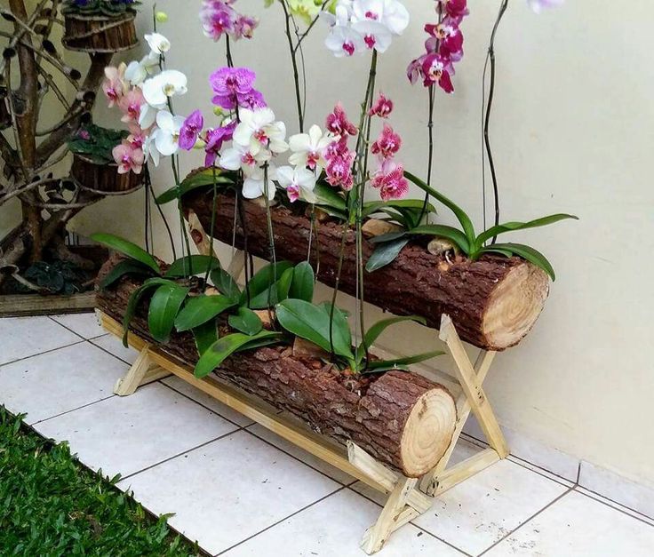 beautiful orchid display ideas 