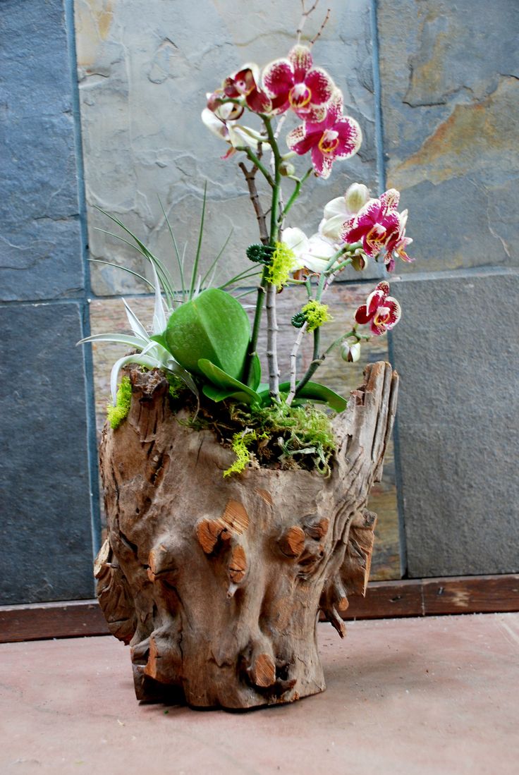 beautiful orchid display ideas