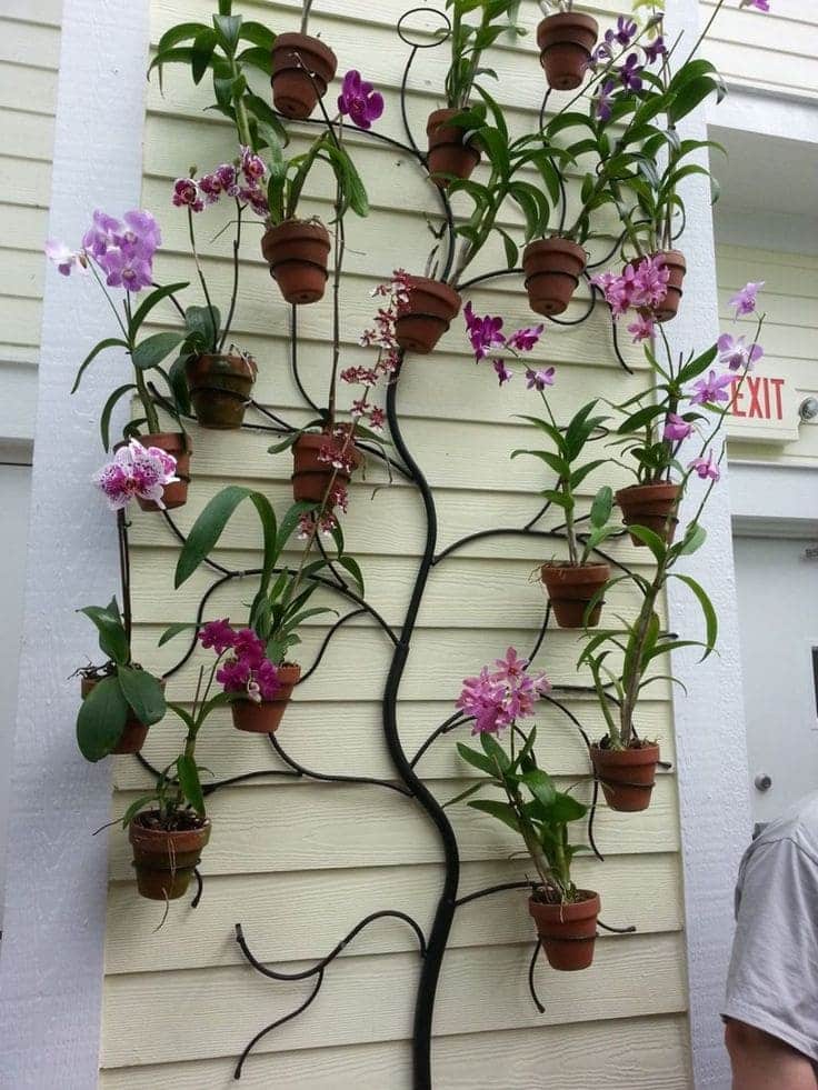 beautiful orchid display ideas