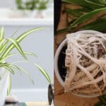 Does Spider Plant Like to be Root Bound