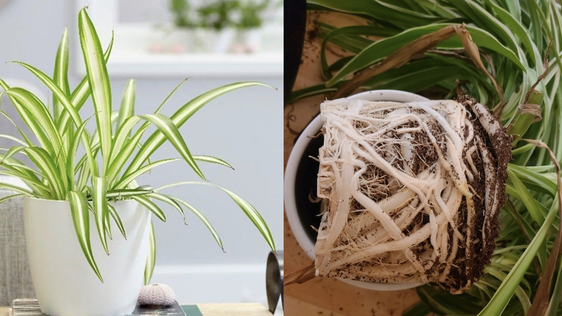 Does Spider Plant Like to be Root Bound