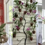 Beautiful Orchid Display Ideas