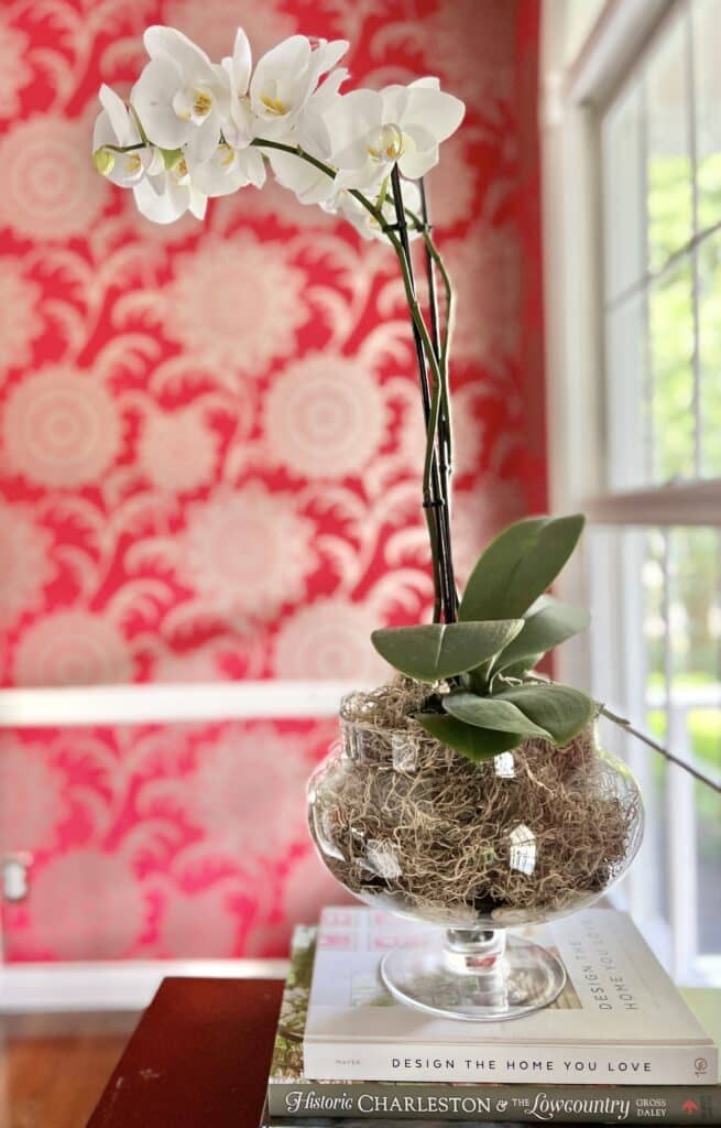 beautiful orchid display ideas 