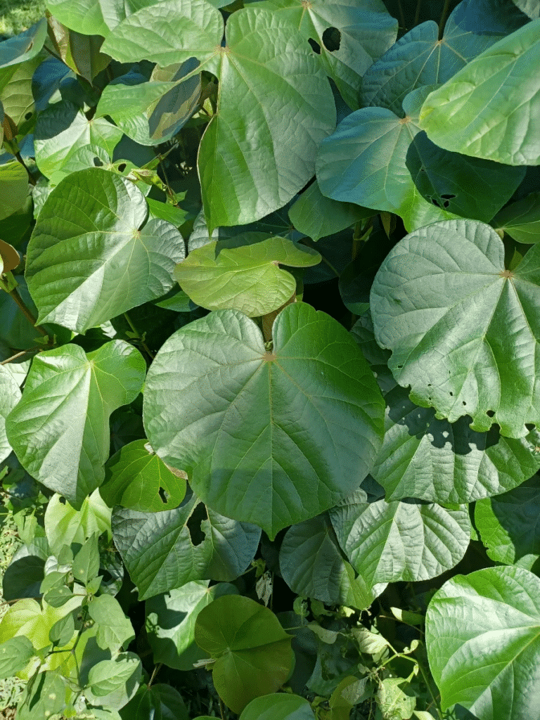 plants that look like figs