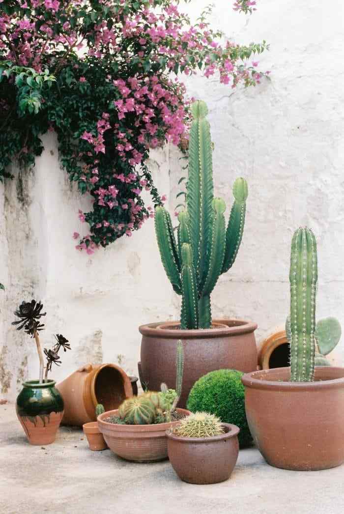 backyard cactus garden ideas