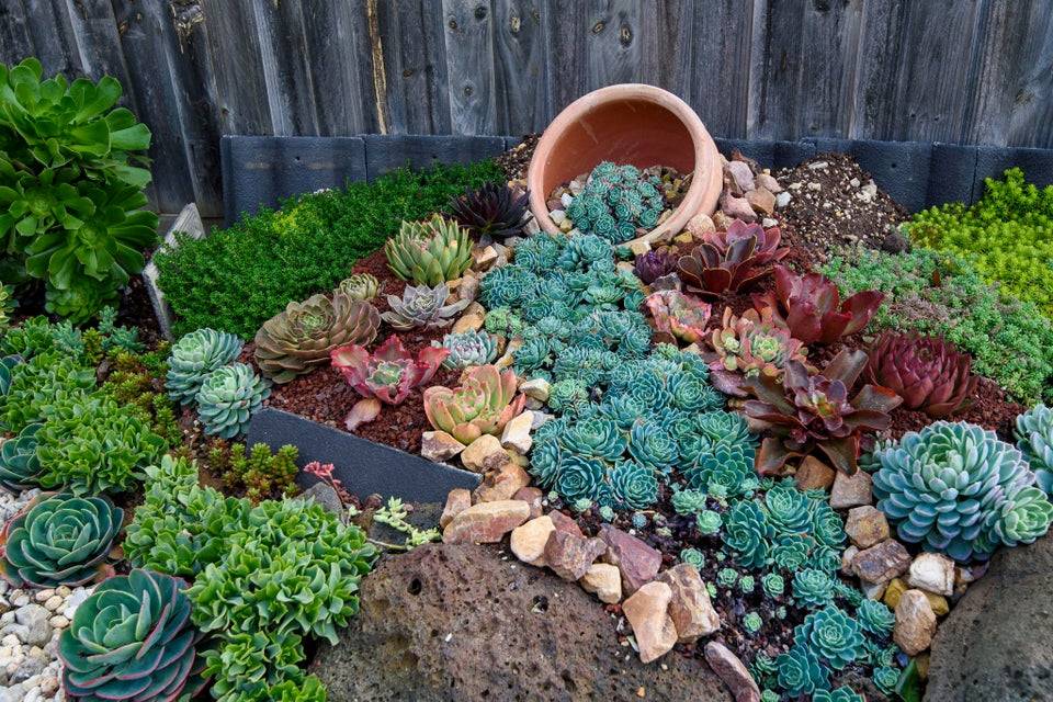 Succulent Cactus Waterfall