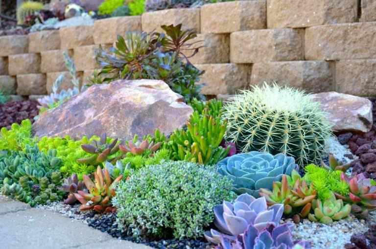 backyard cactus garden ideas