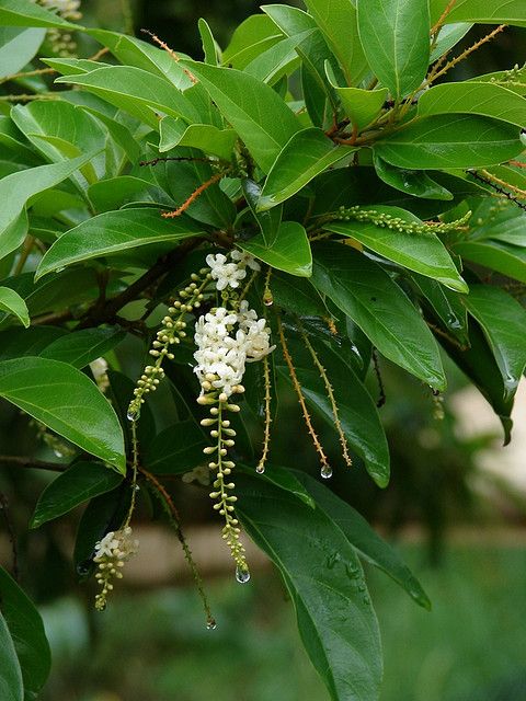 plants that look like figs