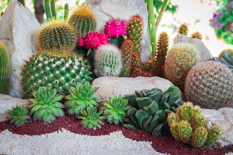 backyard cactus garden ideas