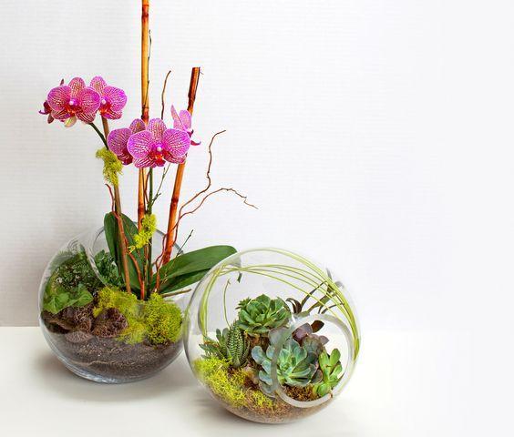 beautiful orchid display ideas