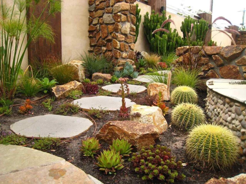 backyard cactus garden ideas