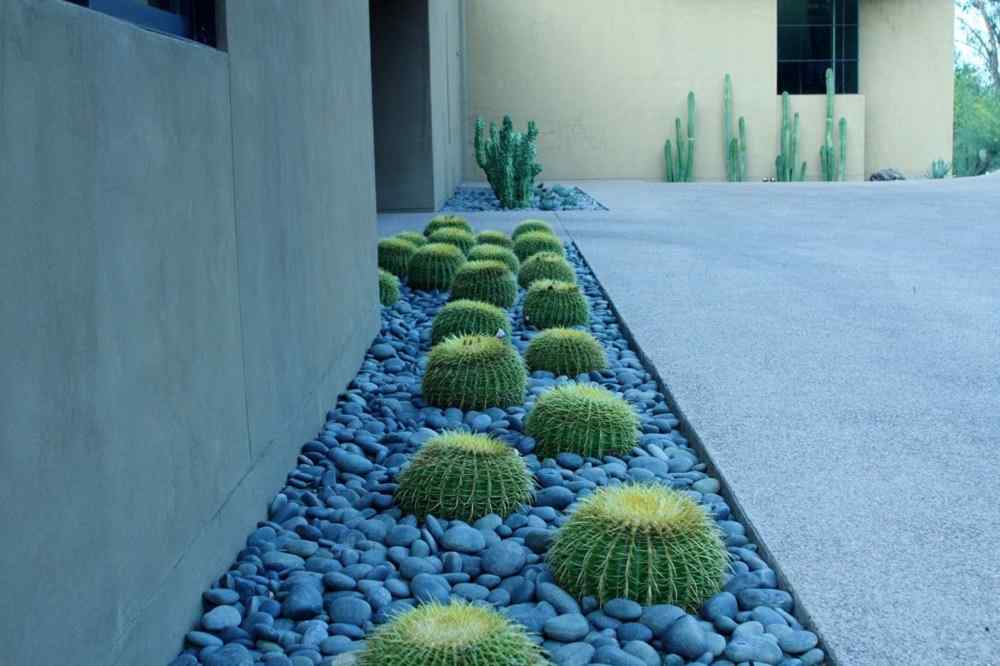 backyard cactus garden ideas