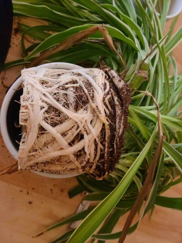 Does Spider Plant Like to be Root Bound